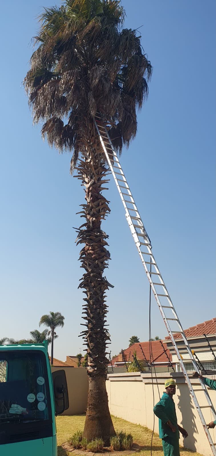 Two workers at the base of a tall palm tree with a ladder extended into the crown