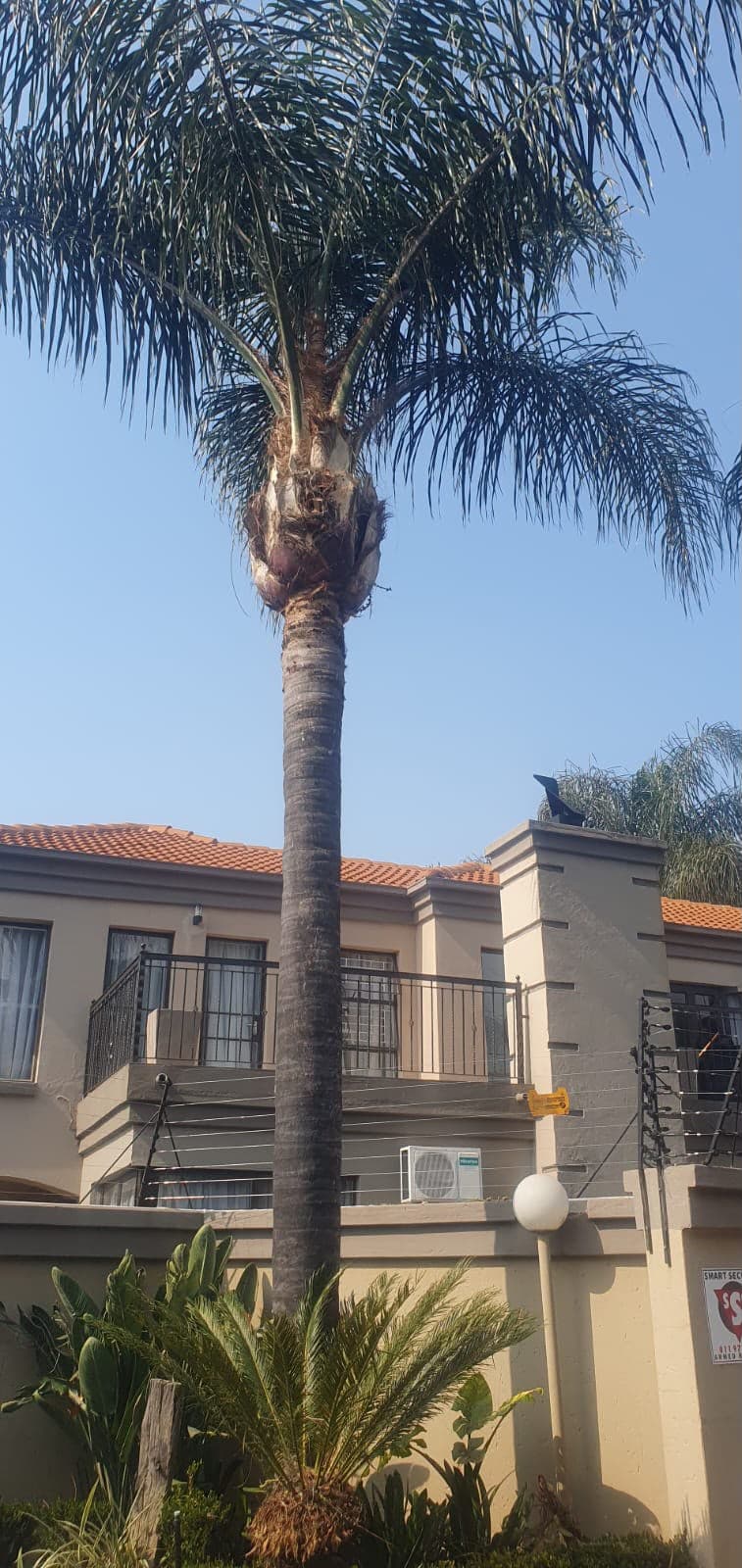 A palm tree with a freshly pruned, healthy crown against a clear sky