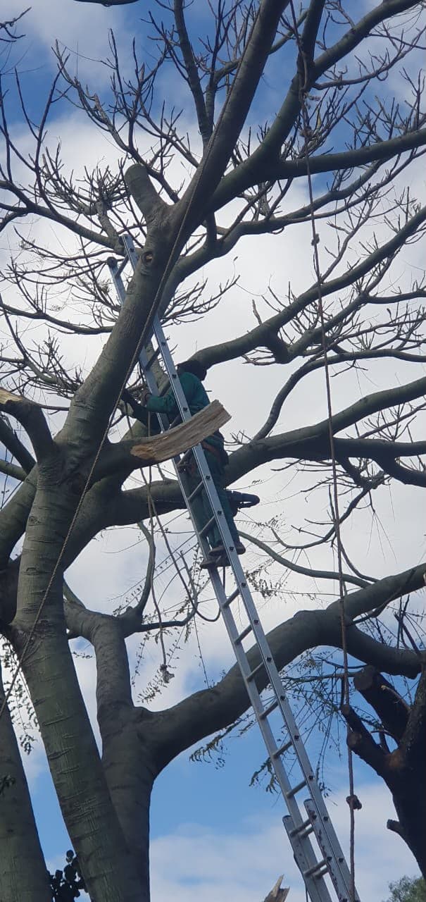 A worker on a ladder in a bare tree holding a freshly cut branch section
