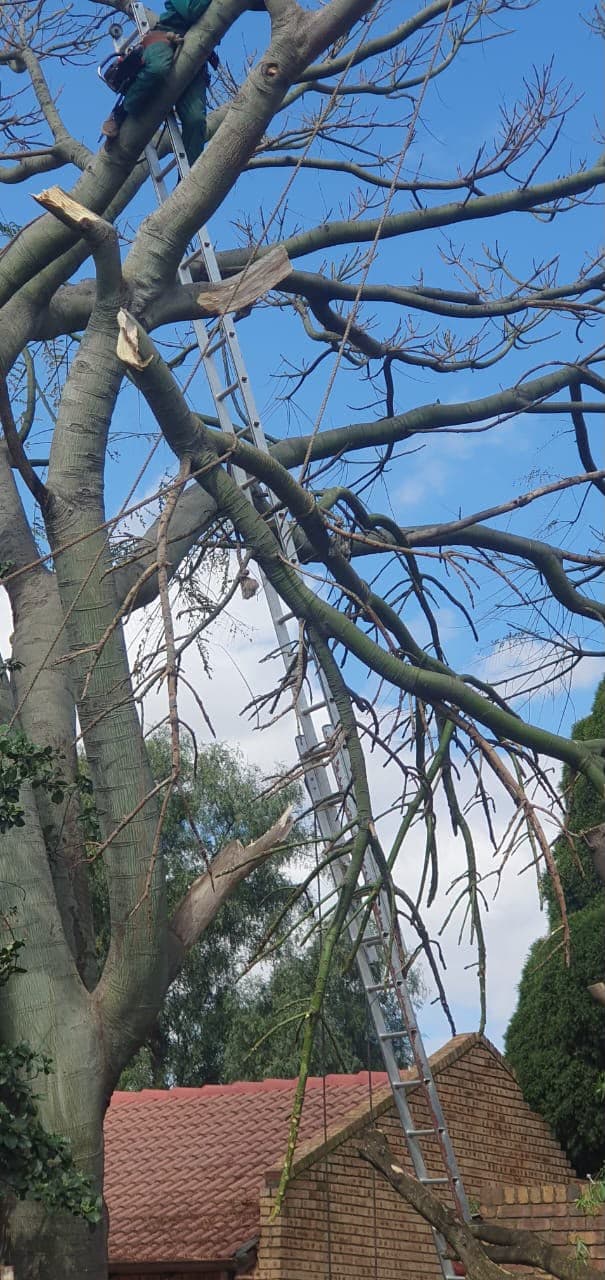 A worker on a ladder cutting a branch with a chainsaw, high in a bare tree